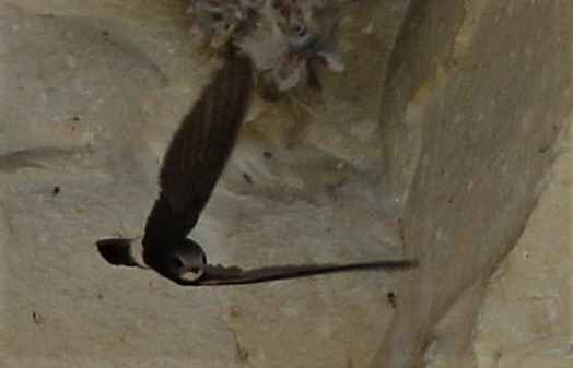 Little Swift